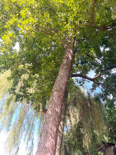 Baum