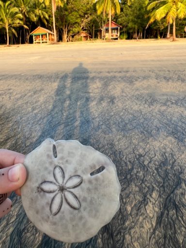 Sand Dollar