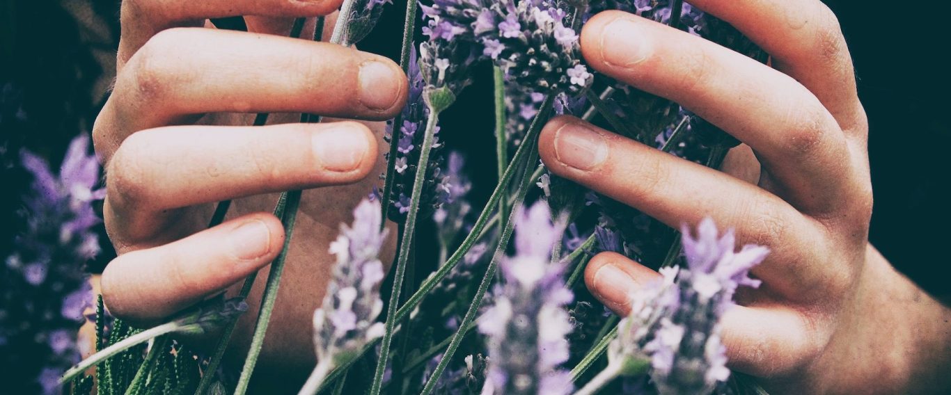 Lavendel gehalten in den Händen in Bezug auf ätherische Öle von doTerra