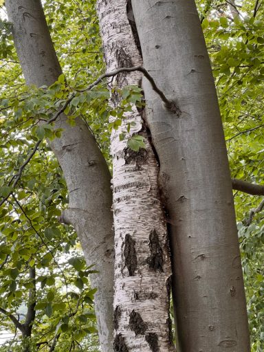 Bäume Birke Buche